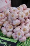 Lautrec garlic