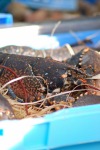 Lobster on death row